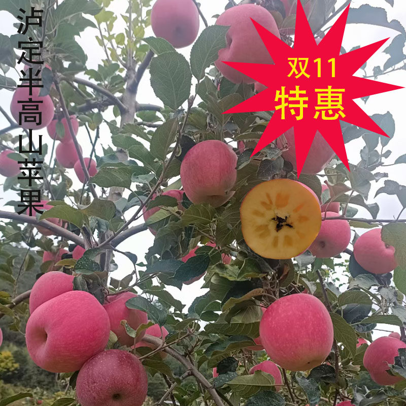 四川泸定特产新鲜红富士冰糖心水苹果脆甜青新疆阿克苏达杠黄草坪怎么看?