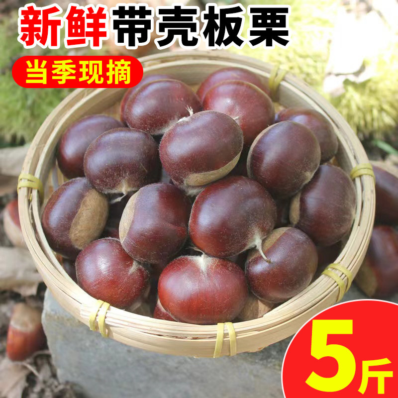 新鲜板栗2025新下树带壳板栗生新鲜油板栗子生板栗新鲜毛板栗子