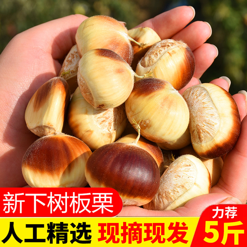 新鲜板栗2026新下树带壳板栗生新鲜油板栗子花壳嫩板栗毛板栗子