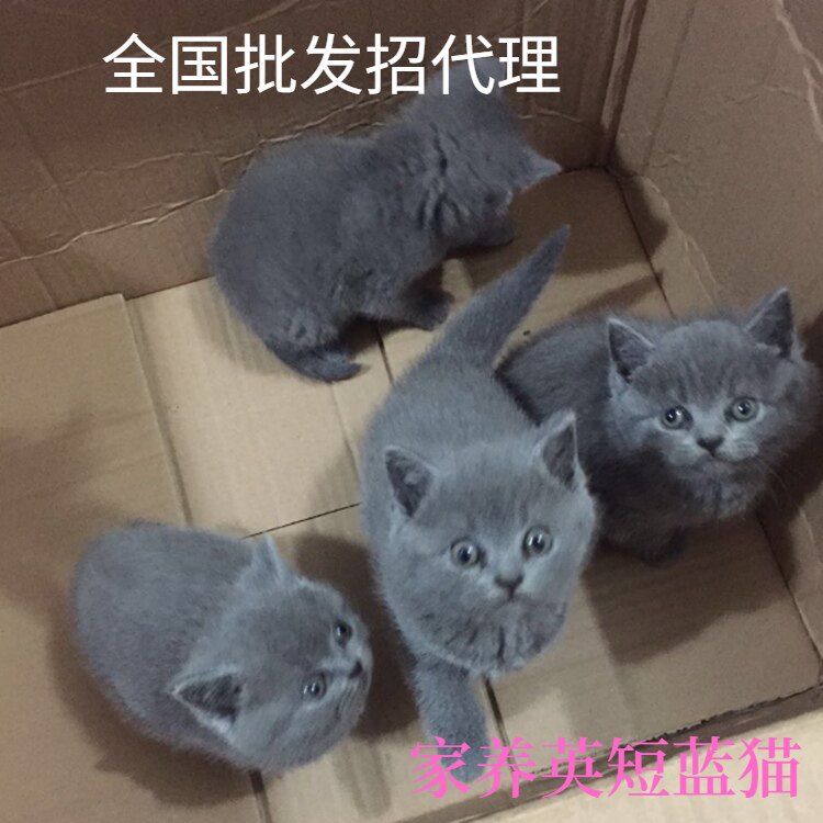 蓝猫幼崽纯种猫咪活物猫咪活体小猫活物宠物猫幼崽猫咪活幼体猫舍|msdalam kategori haiwan peliharaan/makanan haiwan dan bekalan, Kitty - dari Buy2taobao.com untuk memberikan perkhidmatan ejen Taobao profesional membeli