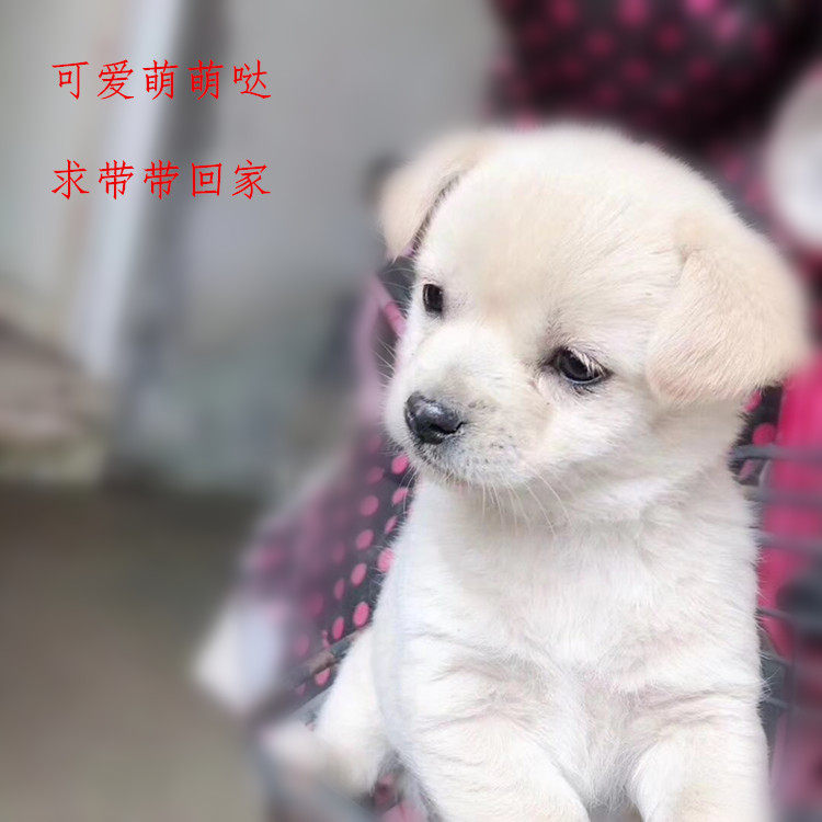 小狗活体宠物狗泰迪土狗田园犬宠物狗混血边牧金毛博美比熊串幼犬|ruв категории животное/Животное питание и принадлежностей, собака - от Buy2taobao.com для оказания профессиональной услуги покупки агента Taobao