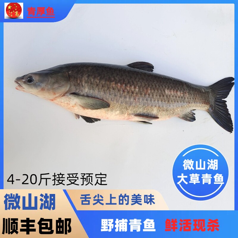 微山湖混青鱼青厚鱼生态淡水草鱼