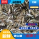 微山湖沙里爬新鲜爬地虎速冻小沙丁鱼滋补油炸炖汤小杂鱼一斤 包邮