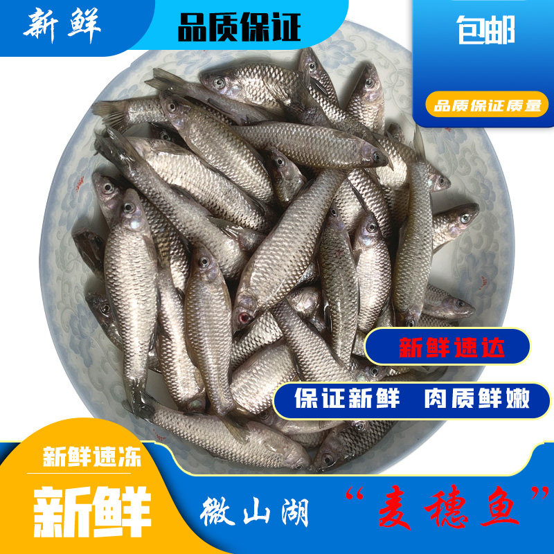 微山湖新鲜现杀麦穗鱼小河鱼罗汉鱼小杂鱼淡水柳条鱼顺丰包邮
