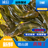 微山湖鲜活现杀黄骨鱼黄刺鱼黄颡鱼昂刺鱼黄辣丁昂公嘎鱼新鲜 包邮