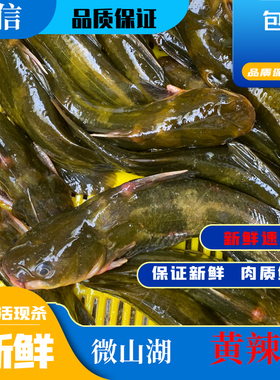 微山湖鲜活现杀黄骨鱼黄刺鱼黄颡鱼昂刺鱼黄辣丁昂公嘎鱼新鲜包邮