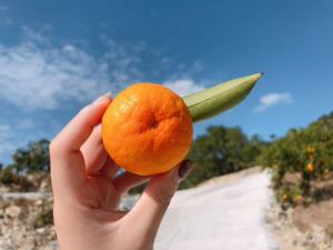 新鲜临海涌泉蜜桔橘子早熟