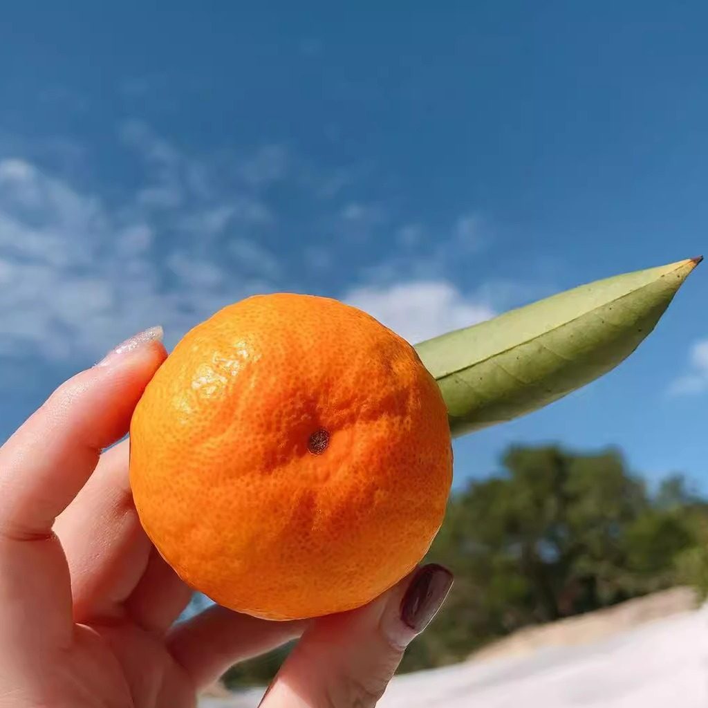 自产自销浙江台州临海正宗高山涌泉早熟蜜橘产地直发当季水果现摘,水产肉类/新鲜蔬果/熟食,桔子,淘宝优惠券,粉丝福利购,淘宝优惠卷