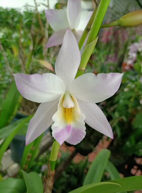 兰花洋兰卡特兰四季开花（苹果花）卡特兰 原盆多苗