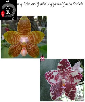 B22  Phalaenopsis   Brocade' × equestr  安纹交象耳趣味蝴蝶