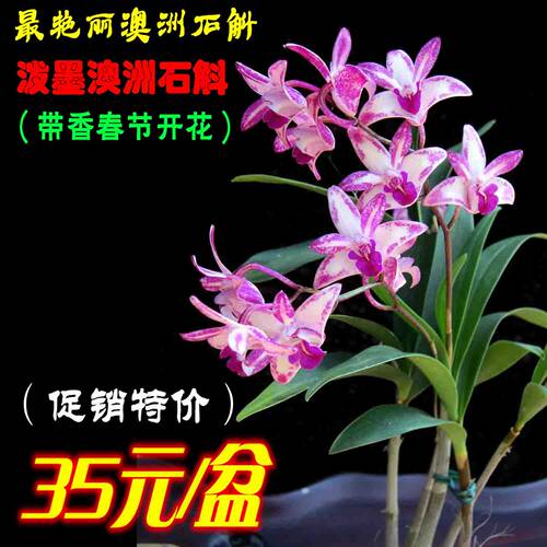 澳洲泼墨石斛香味兰花四季开花