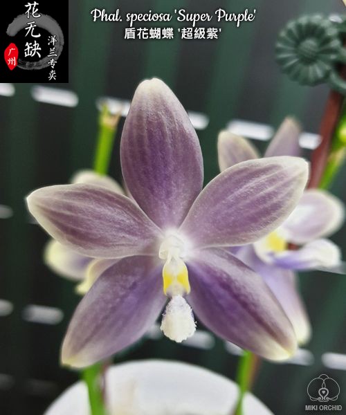 B17Phal. speciosa 'Super Purple' 盾花蝴蝶 '超級紫'咖啡灰色紫 鲜花速递/花卉仿真/绿植园艺 国兰/杂交兰/洋兰类 原图主图