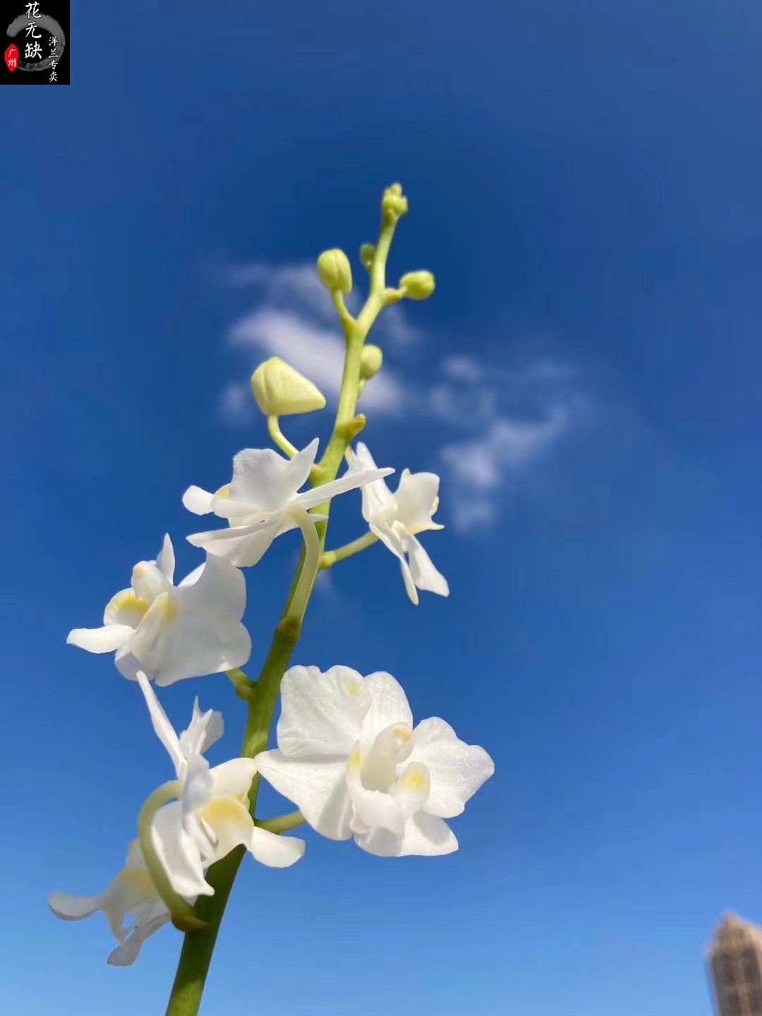 兰花原生种飘带叶兜散苗