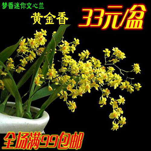 罗曼梦香迷你文心兰四季带花剑
