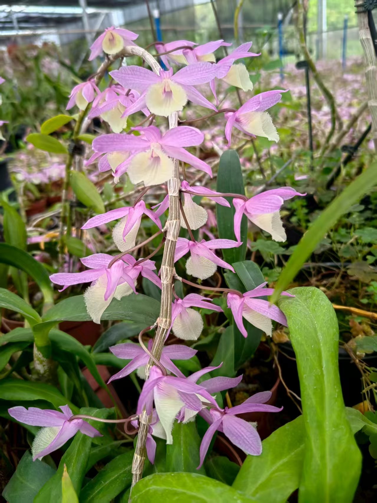 红天宫石斛 盆栽110#盆,节庆用品/礼品,婚庆绢花,淘宝优惠券,粉丝福利购,淘宝优惠卷