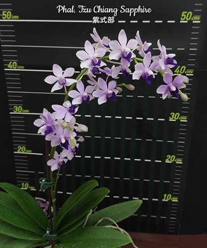 花无缺  蓝朵丽原种蝴蝶兰 小茴紫 小茴子 紫式部 无花苗