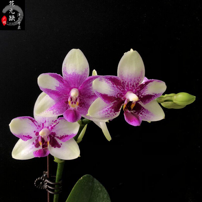 amboinensis    紫钻蝴蝶兰/原种蝴蝶兰/兰花/腊制型花瓣