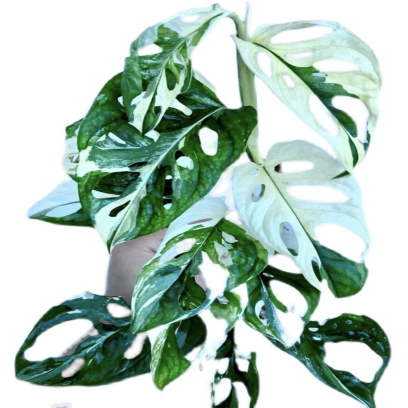 仙洞锦龟背竹Monsteraadansoniivarieg白锦薄荷仙洞龟背竹