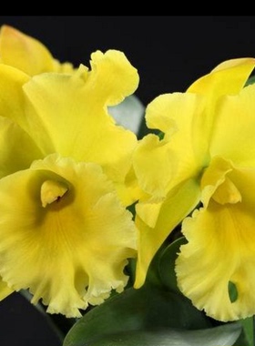 兰花*香帅 纯黄绿色大花卡特兰Rlc. Ta-Shiang Yellow Dr普堤黄金