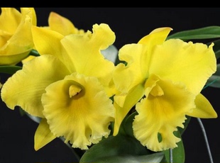 兰花*香帅 纯黄绿色大花卡特兰Rlc. Ta-Shiang Yellow Dr普堤黄金