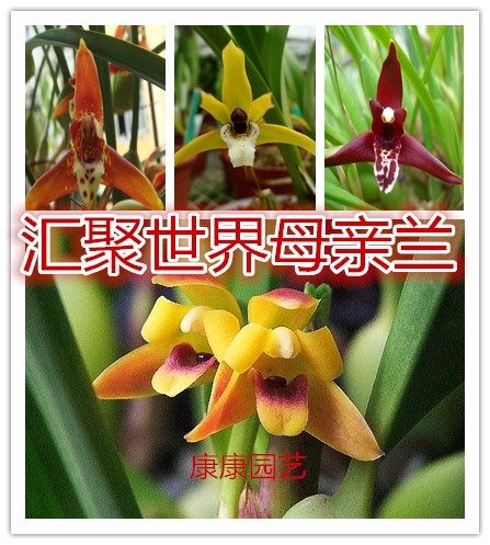 腋唇兰母亲兰-原种咖啡兰 强奶椰香浓香南美腋纯兰  大盆短叶多花