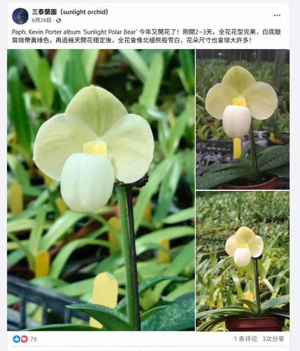 Paph.Kevin porter album“Sunlight polar bear”三泰兰园