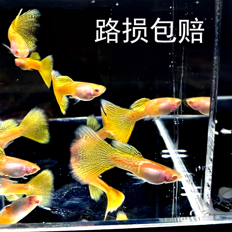 金属蕾丝活体淡水纯种孕母孔雀鱼