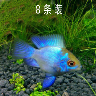 水族观赏鱼蓝波子活长尾阿凡达草缸热带群游球体荷兰凤凰金波子鱼