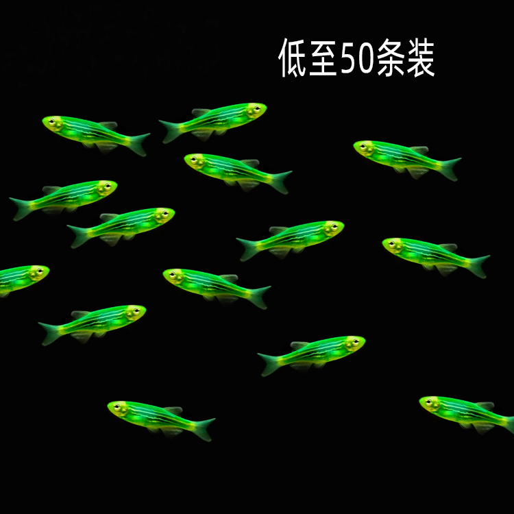 翠绿斑马鱼活物淡水冷水观赏鱼