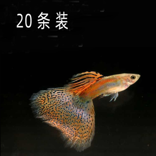 孔雀鱼红草尾纯系活物凤尾大背大尾热带观赏淡水小型孕母路损包赔