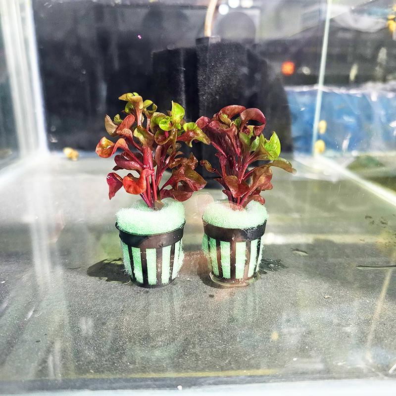 水族箱鱼缸布景红波水草活水植物