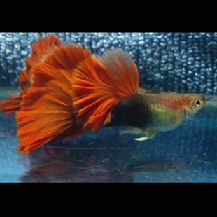 孔雀鱼活物巴西红凤尾纯系热带观赏淡水草缸群游褶扇孕母路损包赔