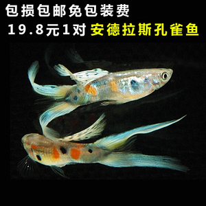 水族孔雀鱼活体安德拉斯凤尾鱼纯种剑尾热带观赏淡水群游孕母包邮