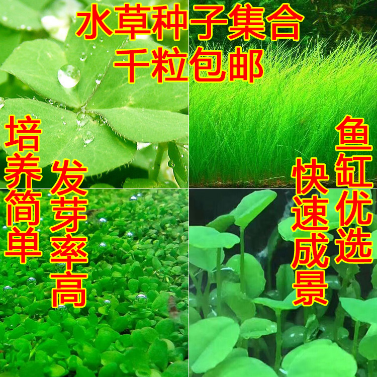 鱼缸造景水草种子牛毛爱情草前景幸运草对叶植物活体懒人装饰包邮