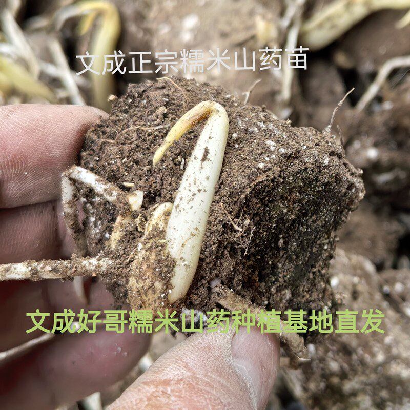 文成特产正宗糯米山药蔬菜种子块山药苗农家种植脚板薯江浙沪包邮
