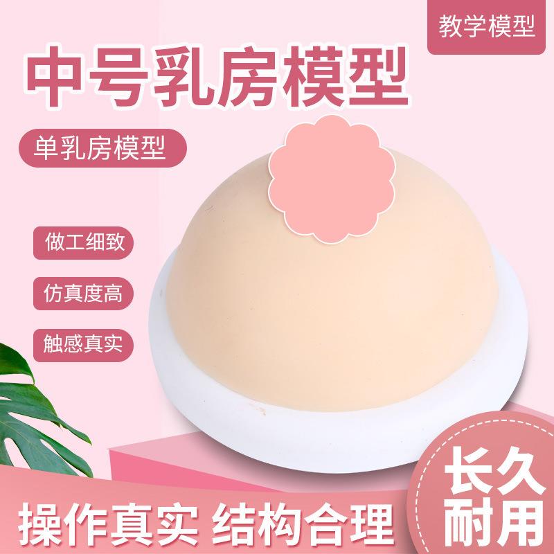 女性乳房模型催乳师培训道具哺乳教学模型硅胶假乳房医学教具中号