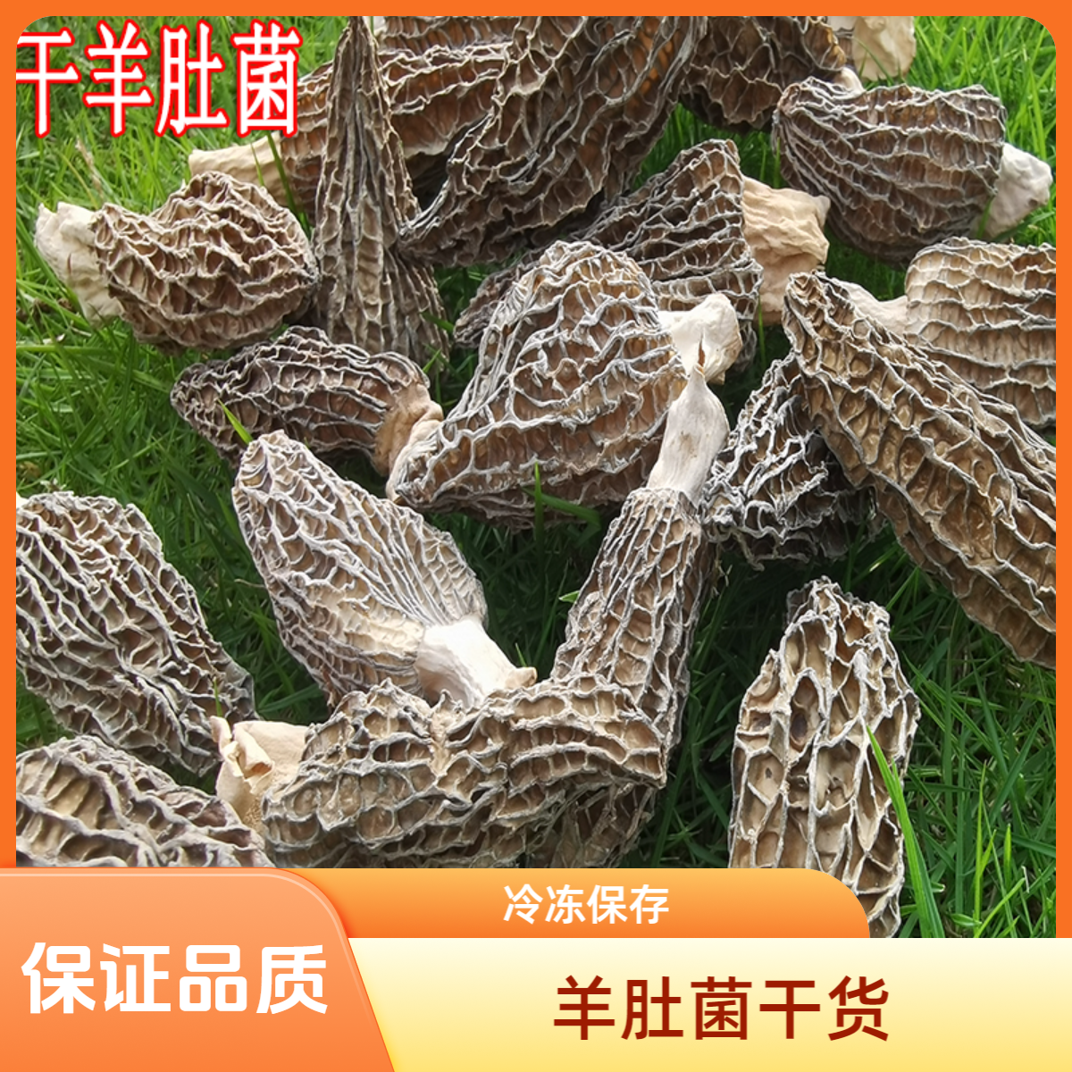 四川头茬羊肚菌出口级干货野生种植菌散装贵州云南香格里拉西藏,粮油调味/速食/干货/烘焙,羊肚菌,淘宝优惠券,粉丝福利购,淘宝优惠卷