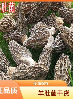 四川头茬羊肚菌出口级干货野生种植菌散装贵州云南香格里拉西藏