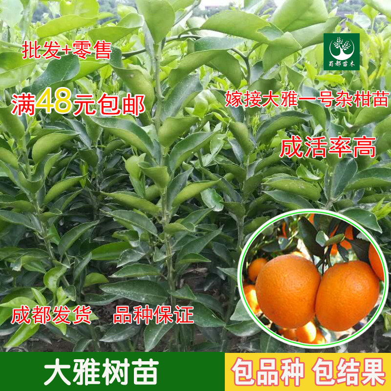 大雅树苗大雅1号树苗四川直销大雅果树苗柑桔苗四川直销