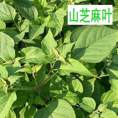 山芝麻叶大别山桐柏特产臭菜山野菜臭娘菜干菜