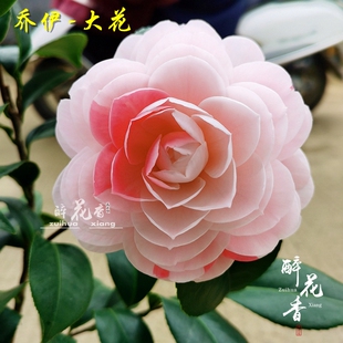 白底乔伊山茶花盆栽苗一树多色绿植名贵花卉室内盆栽阳台庭院好养