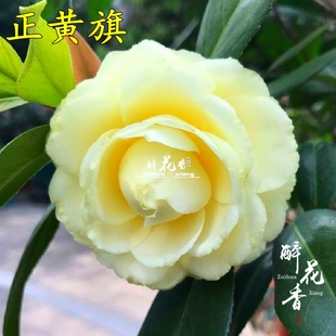 正黄旗茶花盆栽黄色花瓣室内绿植阳台花卉盆景客厅办公室植物好养
