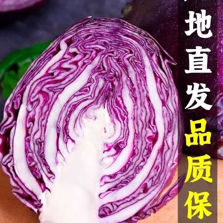 新鲜紫甘蓝5斤10斤 紫包菜 紫椰菜 生吃健康轻食沙拉蔬菜西餐食材