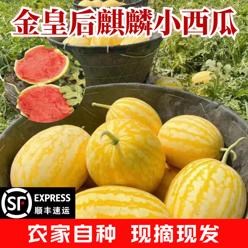 【顺丰包邮】金黄后无籽麒麟西瓜黄金西瓜脆甜爽口黄皮西瓜礼盒装