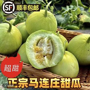 正宗山东青岛马连庄甜瓜5斤当季时令新鲜水果现摘莱西甜宝小香瓜