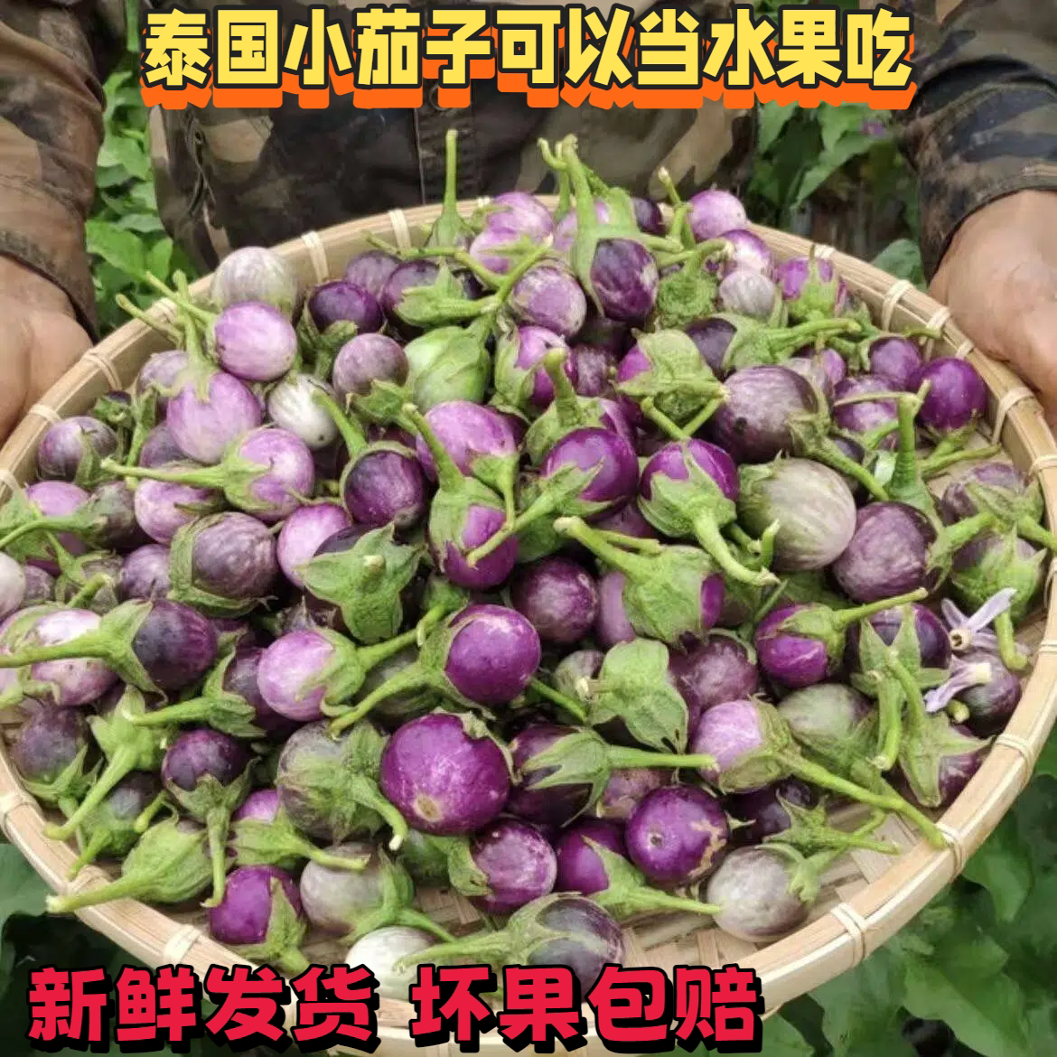 泰国品种圆茄沙拉茄子大圆茄泰国茄子紫咖喱配料小茄子一斤新鲜包