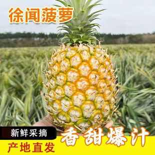 广东徐闻香水菠萝10斤现摘新鲜大果孕妇应季水果凤梨手撕整箱