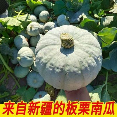 新疆沙漠银栗南瓜 贵族初丑南瓜倭瓜银板栗贝贝南瓜包邮 新鲜蔬菜