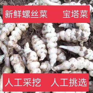 25现挖螺丝菜新鲜蔬菜5斤宝塔菜地环甘露子草石蚕地牯牛葫芦酱泡