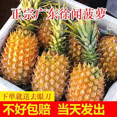 广东徐闻香水菠萝10斤现摘新鲜大果孕妇应季水果凤梨手撕整箱